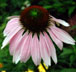 echinacea